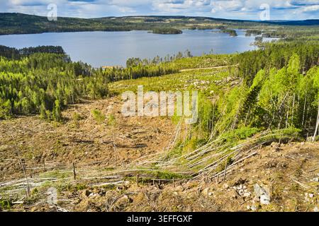 Kahlschnitt-Wald in Mittelschweden Stockfoto