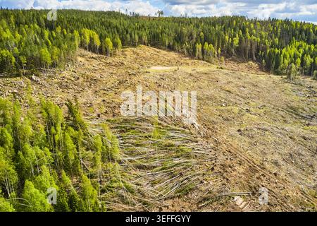 Kahlschnitt-Wald in Mittelschweden Stockfoto