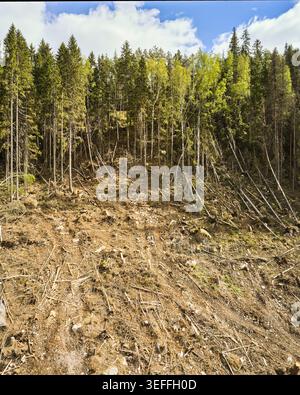Kahlschnitt-Wald in Mittelschweden Stockfoto