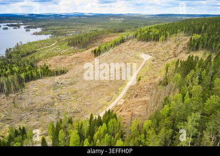Kahlschnitt-Wald in Mittelschweden Stockfoto