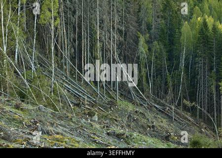 Kahlschnitt-Wald in Mittelschweden Stockfoto