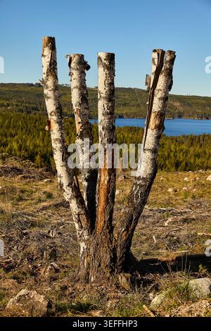 Kahlschnitt-Wald in Mittelschweden Stockfoto