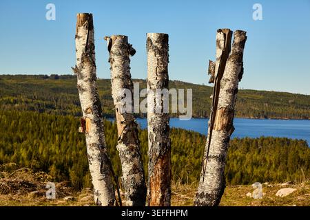 Kahlschnitt-Wald in Mittelschweden Stockfoto
