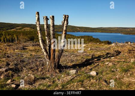 Kahlschnitt-Wald in Mittelschweden Stockfoto
