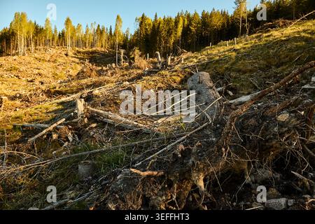 Kahlschnitt-Wald in Mittelschweden Stockfoto
