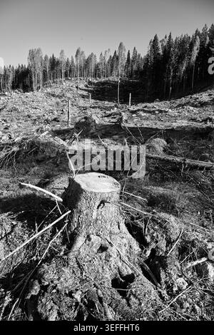 Kahlschnitt-Wald in Mittelschweden Stockfoto