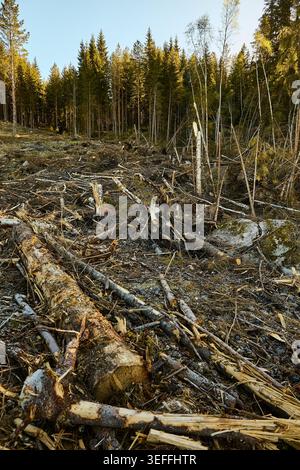 Kahlschnitt-Wald in Mittelschweden Stockfoto