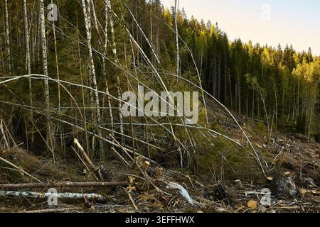 Kahlschnitt-Wald in Mittelschweden Stockfoto
