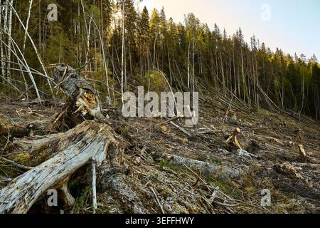 Kahlschnitt-Wald in Mittelschweden Stockfoto