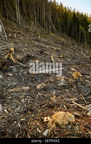 Kahlschnitt-Wald in Mittelschweden Stockfoto