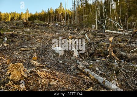 Kahlschnitt-Wald in Mittelschweden Stockfoto