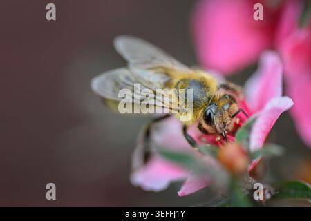 Honigbiene an manuka-Blüten (Leptospermum scoparium). Auckland. Neuseeland. Stockfoto
