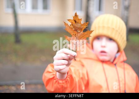 Kind entdeckt herbstliche Eichenblätter mit wunderbaren Naturwundern Stockfoto