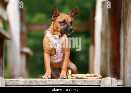 Niedlicher Frennch Bulldog-Mischhund sitzt auf Holzplanke mit rosa Y-Harness Stockfoto