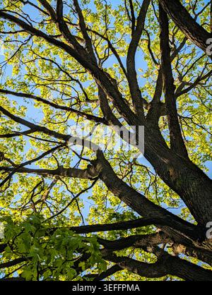 Sonnendurchflutetes Baumdach mit frischen grünen Frühlingsblättern. Blick auf einen großen Baum mit weitläufigen Ästen, dunkler Stammrinde und leuchtend grünen Blättern aus dem niedrigen Winkel. Stockfoto