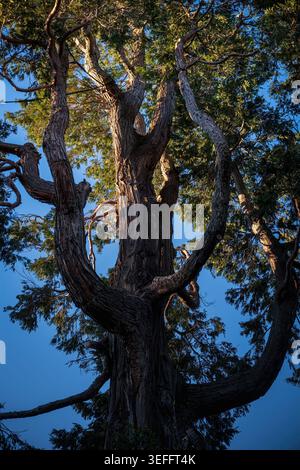 Flacher Blick auf einen alten Zedernbaum mit massiven strukturierten Ästen vor einem blauen Himmel, Lombardei, Italien. Stockfoto