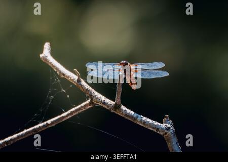 Eine Libelle (Anisoptera) sitzt auf einem kleinen Zweig im Sonnenlicht. Seine durchscheinenden Flügel breiten sich horizontal aus, während sie ruhen. Stockfoto