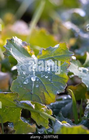 Grünes Blatt, das Wassertropfen mit Morgentau auf der Oberfläche fängt Stockfoto