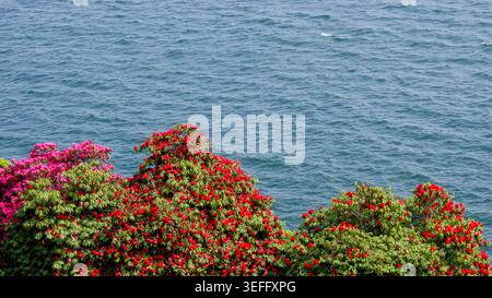 Leuchtende rote Azaleen blühen über dem Blauen Meer Stockfoto