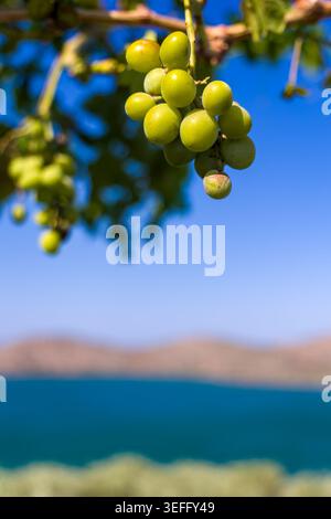 Ein Haufen weißer Trauben, die im Sommer an einer Weinrebe hängen, mit einem verschwommenen Küsten-Hintergrund Stockfoto