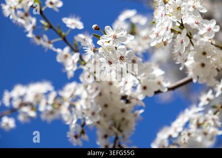 Makroansicht der zarten weißen Frühlingsblüten auf Ästen vor einem hellblauen Himmel, die die frische Essenz des saisonalen Wachstums und der natürlichen Schönheit einfangen Stockfoto