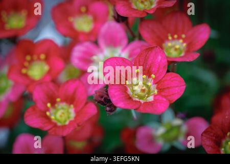Makroaufnahme von leuchtenden rosa Saxofon-Blüten, die im Frühling in einem Garten blühen Stockfoto
