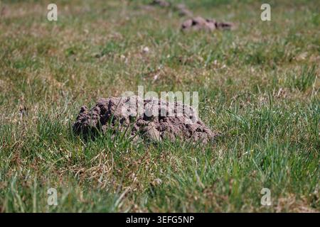 Frischer Erdmühl auf einer grünen Graswiese an einem sonnigen Tag im Garten Stockfoto