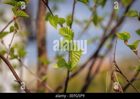 Makroaufnahme junger grüner Birkenblätter und Knospen auf einem dünnen Zweig im Frühjahr Stockfoto