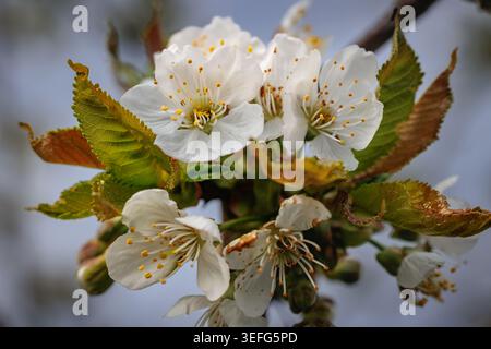 Makroaufnahme weißer Kirschblüten mit jungen Blättern auf einem Zweig im Frühjahr Stockfoto