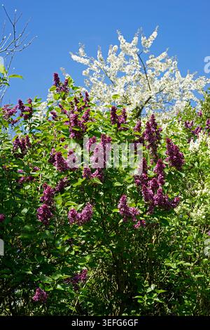 Flieder blühen im Garten (Kirschbaum im Hintergrund vor blauem Himmel). Suzannes Gemüsegarten, Pays de la Loire, Frankreich. Stockfoto