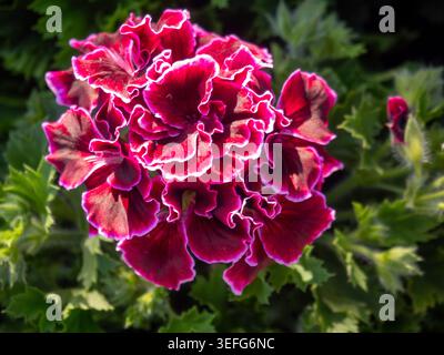 Detaillierte Makroaufnahme einer königlichen Geranie (Pelargonium domesticum) mit atemberaubenden tiefroten und violetten Rüschenblättern mit einem scharfen weißen Rand. Die Stockfoto