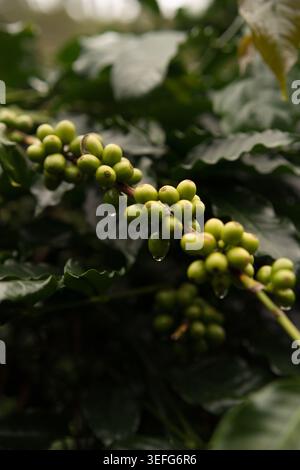 Gruppe grüner Kaffeebohnen auf der Zweigstelle Munduk, Bali Stockfoto