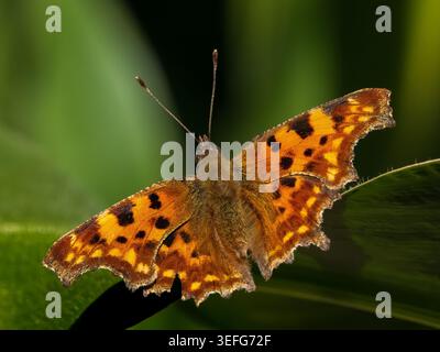 Komma-Schmetterling auf grünem Blatt als Hintergrund. Polygonia c-Album detaillierte Makroaufnahme auf dem Frühlingswiese-Feld im Sommer. Polygonia c-Album Insecte on Laub Organic Nature Concept Stockfoto