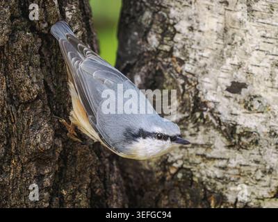 Eurasische Nuthatch auf Birkenbaum als Hintergrund. Sitta europaea detaillierte Aufnahmen, die im Sommerwald kopfüber auf Rinde klettern. Wildvogel auf der Jagd nach Insektengrün-Blattbiologie-Konzept Stockfoto