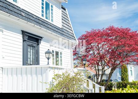 Wunderschönes weißes Holzhaus im skandinavischen Stil mit einer schwarzen Eingangstür, Vintage Straßenlampen und einem leuchtend rot blühenden Baum an einem hellen sonnigen Tag. Stockfoto