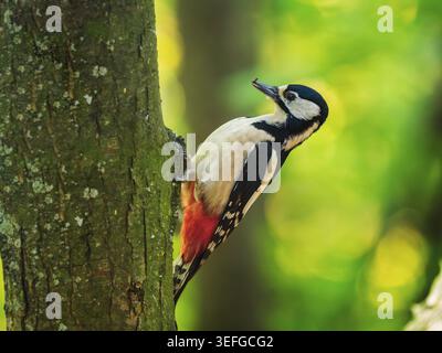 Toller gefleckter Spechte am Baumstamm als Hintergrund. Dendrocopos Major Detailaufnahme auf Rinde im Sommerwald. Farbenfrohe Wildvogel grünes Laub Naturbiologiekonzept Stockfoto