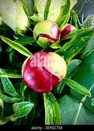 Eine Nahaufnahme von oben von einer Gruppe geschlossener Pfingstrosenblüten, die die weichen Blütenblätter und abgerundeten Knospen in natürlichem Licht zeigt. Stockfoto