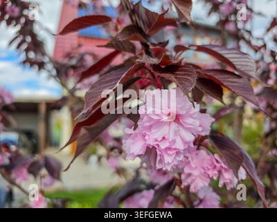 Nahaufnahme von zarten rosa Doppelblüten, eingerahmt von dunklen burgunderroten Blättern auf einem Zierkirschbaum. Die geringe Tiefenschärfe des Feldes hebt das empfindliche hervor Stockfoto