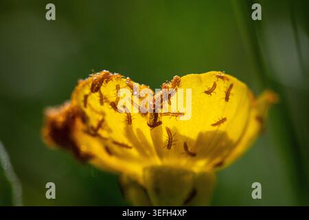 Nahaufnahme mehrerer Larven des Schwarzölkäfers auf einer Blume in ihrem natürlichen Lebensraum. Diese winzigen Larven, auch bekannt als Triunguline, verwenden Blüten für Stockfoto