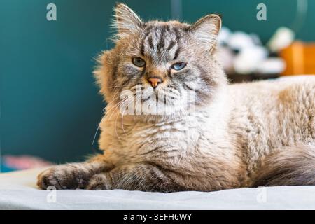 Porträt einer flauschigen Neva Masquerade Katze, die drinnen auf einer weichen Oberfläche mit verschwommenem Hintergrund ruht Stockfoto
