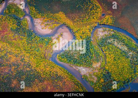 Aus der Vogelperspektive eines sich windenden Flusses, der sich durch einen lebhaften Herbstwald mit gelben und grünen Bäumen und Sandbänken schlängelt, in Coldfoot, Alaska, United Stat Stockfoto