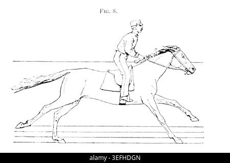 Historische Zeichnung, die ein Pferd in einem kräftigen galoppierenden Schritt mit einem Jockeyreiten zeigt und die Anatomie der Bewegung und Phasen auf parallelen Linien zeigt. Das Pferd in Bewegung, wie es durch sofortige Fotografie gezeigt wird, mit einer Studie über Tiermechanik, die auf Anatomie und Enthüllungen der Kamera basiert, in der die Theorie der Quadrupedal-Fortbewegung von Jacob Davis Babcock Stillman, 1819–1888, gezeigt wird; Eadweard Muybridge, 1830-1904, veröffentlicht 1882 Stockfoto