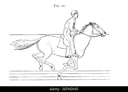 Pferde- und Reitertrab, die Biomechanik der Pferdebewegung anhand eines präzisen Liniendiagramms darstellen, das aus einer historischen wissenschaftlichen Studie zur Fortbewegung von Tieren stammt. Das Pferd in Bewegung, wie es durch sofortige Fotografie gezeigt wird, mit einer Studie über Tiermechanik, die auf Anatomie und Enthüllungen der Kamera basiert, in der die Theorie der Quadrupedal-Fortbewegung von Jacob Davis Babcock Stillman, 1819–1888, gezeigt wird; Eadweard Muybridge, 1830-1904, veröffentlicht 1882 Stockfoto