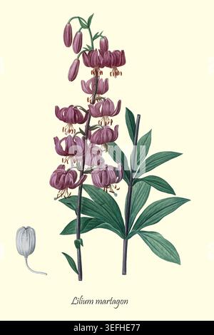 Lilium-Martagonstiel mit mehreren lila-roten Blüten und grünen Blättern in einer genauen botanischen Vintage-Illustration, die die blühende Pflanze und eine Samenkapsel beschreibt. Von Les liliacees par P.J. Redoute. botanische und wissenschaftliche Illustrationen von Allais, Louis Jean; Bessin, R.; Candolle, Augustin Pyramus de,; Chailli, Jacques,; Didot,; Laroche, Franc?ois de; Raffeneau-Delile, Alire; Redoute, Pierre Joseph, Veröffentlichungsdatum 1802 Stockfoto