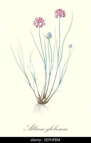 Allium globosum Pflanze mit rosa kugelförmigen Blüten, die aus ihrer bauchigen Basis und ihren Wurzeln wachsen, dargestellt in einer klassischen wissenschaftlichen botanischen Illustration. Von Les liliacees par P.J. Redoute. botanische und wissenschaftliche Illustrationen von Allais, Louis Jean; Bessin, R.; Candolle, Augustin Pyramus de,; Chailli, Jacques,; Didot,; Laroche, Franc?ois de; Raffeneau-Delile, Alire; Redoute, Pierre Joseph, Veröffentlichungsdatum 1802 Stockfoto