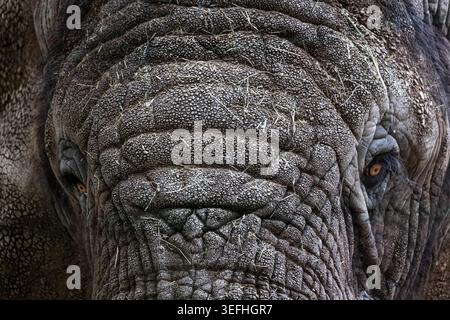 Porträt des afrikanischen Buschelefanten (Loxodonta africana), auch bekannt als afrikanischer Savannenelefant, Tier in der Familie der Elephantidae, aus Sub-Sa Stockfoto
