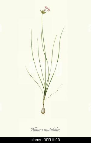 Allium mutabilec botanische Illustration mit einer blühenden Pflanze mit langen grünen Blättern, einem zarten Blütenstand aus rosa Blüten und einer sichtbaren Knolle als Basis für wissenschaftliche Studien. Von Les liliacees par P.J. Redoute. botanische und wissenschaftliche Illustrationen von Allais, Louis Jean; Bessin, R.; Candolle, Augustin Pyramus de,; Chailli, Jacques,; Didot,; Laroche, Franc?ois de; Raffeneau-Delile, Alire; Redoute, Pierre Joseph, Veröffentlichungsdatum 1802 Stockfoto