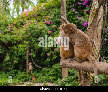 Zwei Makaken auf einem Holzrahmen vor Bougainvillea Flowers Stockfoto