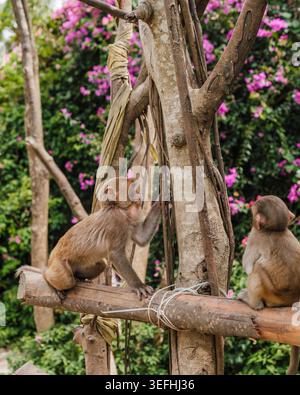 Zwei Makaken auf einem Holzrahmen vor Bougainvillea Flowers Stockfoto
