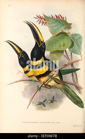 Zwei lebhafte, vielgestreifte Aracaris, tropische Tukane, die auf einem Zweig mit Laub zusammensitzen und eine detaillierte antike ornithologische Illustration aus dem 19. Jahrhundert darstellen. Eine Monografie der Ramphastidae oder Familie von Tukanen von John Gould, 1804–1881, Veröffentlichungsdatum 1852 Stockfoto
